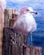Title: My Gull