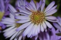 Title: Purple Daisies
