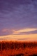 Title: Tall Corn Evening Sky