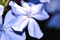 Title: Blue Plumbago