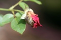 Title: Frog on Don Juan rose