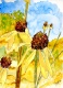 Title: yellow coneflower