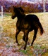 Title: Running Horse