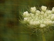 Title: Queen Anne's Lace
