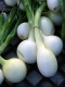 Title: Onions At The Farmer's Market