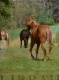 Title: Horse Pasture