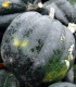 Title: Green Pumpkins