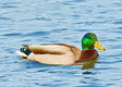 Title: Male Mallard Moody Blue