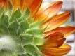 Title: Orange Sunflower