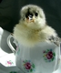 Title: Blue Cochin Chick in Teacup