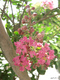 Title: Pink Crape Myrtle 2