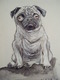Title: Pug