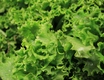 Title: Lettuce