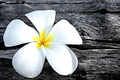 Title: Plumeria On A Log