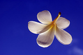 Title: Plumeria Floating