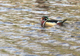 Title: Wood Duck
