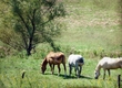 Title: Horse Pasture