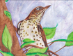 Title: Thrush